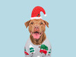 © Svetlana - Merry Christmas and Happy New Year. Charming dog and festive costume. Dog smile. Close-up, studio shot. Congratulations for family, friends and colleagues. Pets care concept