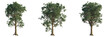 © DH Tree Stock - Eucalyptus macarthurii tree plan, top view, cutout, transparent background, isolate, Three Lush Trees with Transparent Backgrounds Perfect for Design Projects