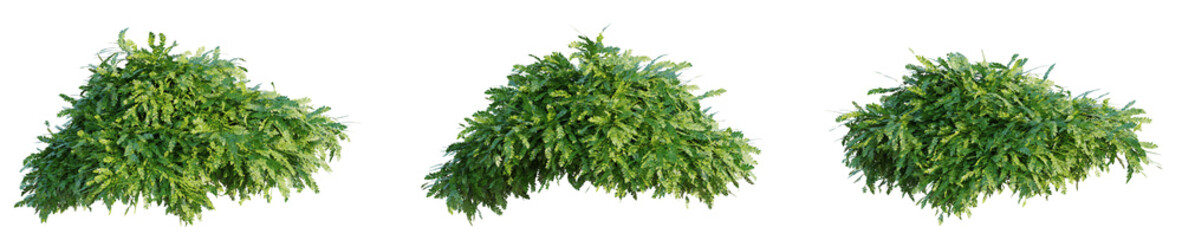 Vesicularia ferriei tree plan, top view, cutout, transparent background, isolate, Lush green fern fronds cascade beautifully, perfect for nature scenes