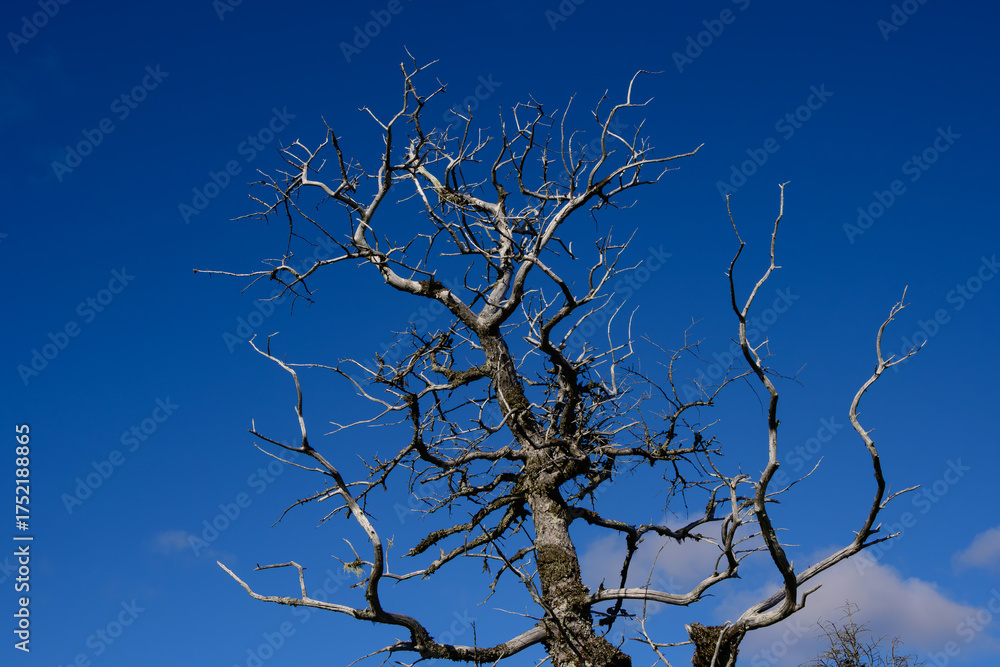 Spooky dead tree with bare twisted branches shot against a blue sky ...
