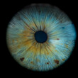 © Michael - High magnification of Male Blue-Green Colored Eye With Lashes. Pupil Opened. Close Up. Structural Anatomy. Human Iris Macro Detail.