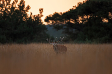 Wall Mural - A red deer is in the meadow during rutting season. A deer roars in the grassland. 