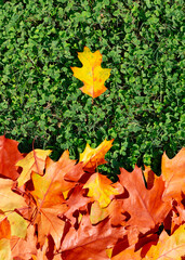 Wall Mural - Autumn leaf pattern. Fall foliage with maple leaves. Leaves with autumn colors on grass. Autumnal fall scenery.