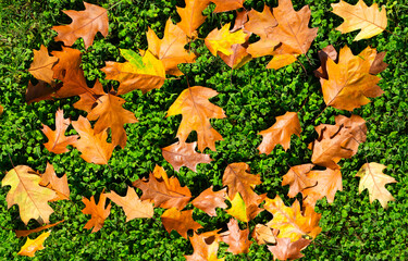 Wall Mural - Autumn leaves fall on green grass. Seasonal leaves in September and October.