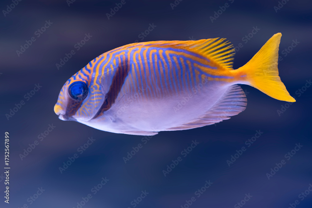 Barred Rabbitfish travel in pairs among the reefs of the Indo-West ...