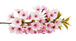 © Such worked - Cherry Blossom Branch Isolated on White featuring cherry blossom, sakura, flower, pink, spring high quality professional