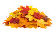 © Arrayan - Pile of Autumn Maple Leaves Isolated on White Background