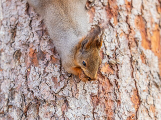 Wall Mural - Squirrel sitting upside down on a tree trunk. The squirrel hangs upside down on a tree against colorful blurred background. Close-up.