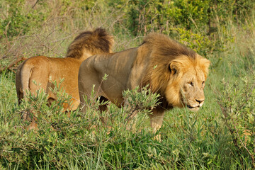 Wall Mural - Alert male lions (Panthera leo) standing in natural habitat, Madikwe game reserve, South Africa