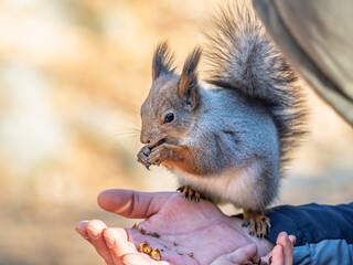 Wall Mural - A squirrel in the spring or autumn eats nuts from a human hand. Eurasian red squirrel, Sciurus vulgaris