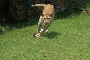 Wall Mural - a bengal tiger is seen running on the field