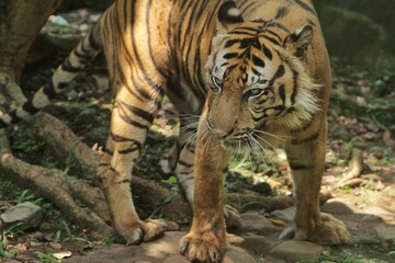 Wall Mural - close up of a sumatran tiger's facial expression