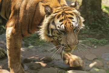 Wall Mural - close up of a sumatran tiger's facial expression