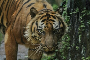 Wall Mural - close up of a sumatran tiger's facial expression