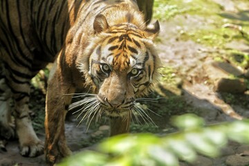 Wall Mural - a sumatran tiger is in a bad mood