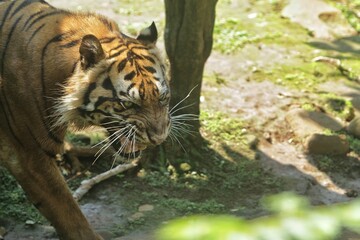Wall Mural - a sumatran tiger is in a bad mood