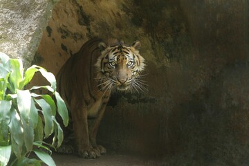 Wall Mural - a sumatran tiger stands still while observing its surroundings