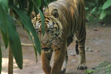 Wall Mural - A sumatran tiger is seen roaming around while staring ahead.