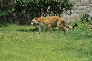Wall Mural - a bengal tiger was seen roaming in the bushes