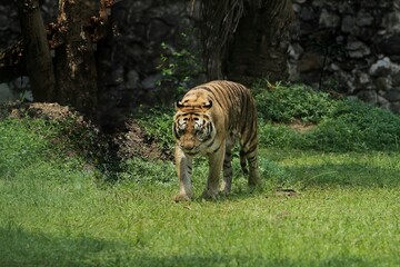 Wall Mural - a bengal tiger was seen roaming in the bushes