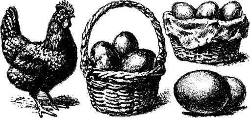 Vintage engraving of a chicken and eggs in a basket. Hand-drawn vector illustration set.