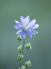 Wall Mural - A flower with a purple color is standing on a green stem
