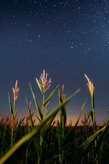 Wall Mural - Night Starry Sky Above Green Maize Corn Field Plantation In Summer Agricultural Season. Night Stars Above Countryside Rural Landscape In August Month