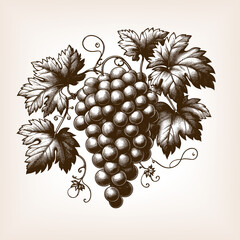 Wall Mural - bunch of grapes with leaves and vine, symbolizing wine, harvest, fruit, and traditional botanical art sketch engraving generative ai raster illustration. Scratch board imitation. Black and white image