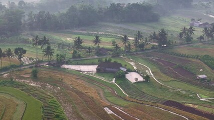 Wall Mural - Aerial view of lush rice fields and a traditional rural house surrounded by tropical vegetation in a serene countryside landscape.