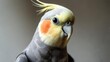 © Ami - Close-up of a Cockatiel with Yellow Crest and Orange Cheeks.