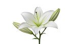 Isolated oriental lily flower, buds and stem with pollen close-up, artistic digital illustration