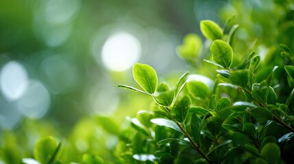Wall Mural - Lush Green Foliage Shines in the Sunlight, Beautiful Greenery and Natural Background