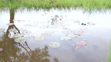 Wall Mural - Tranquil Reflection of Water Lilies in Still Pond Surrounded by Lush Greenery and Soft Lighting at Golden Hour in Nature Setting
