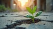 © Leonardo - Planta en crecimiento que emerge de un piso de concreto agrietado, representando resiliencia, determinación y logros frente a la adversidad