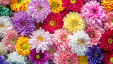 A colorful chrysanthemum and dahlia flower background, perfect as a vibrant mobile wallpaper.