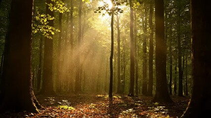 Wall Mural - Golden sunlight rays filtering slowly through a dense forest canopy, highlighting dust particles in the air growth, slow motion, purity