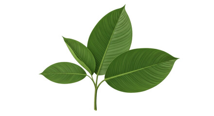 Isolated plant with four green leaves, tree branch, tropical foliage, botanical nature