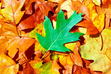 Wall Mural - Autumn fall background. Maple and oak fall foliage. Yellow and orange fall leaves closeup. Autumn colors. Autumn fall leaves. Autumnal background.