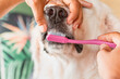 © ADDICTIVE STOCK - Brushing a dog's teeth for dental hygiene care