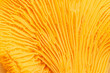 © yrabota - Aesthetic nature food pattern, macro trend from chanterelle mushrooms, close up texture of cap edible fungus. Yellow orange colored background, beauty of nature, natural details and structure plant.