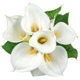 A bouquet of white, elegant calla lilies with bright yellow stamens and speckled green leaves