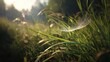© Tyrah - Delicate feather floating above green grass in natural environment