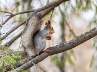Wall Mural - Squirrel sits on a branch in Autumn park