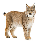 Side view of lynx full body view png lynx png wild cat png big cat png predator png forest animal png transparent background image