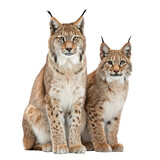 Two lynx family couple sitting on png two png lynx png family png couple png sitting png animal png wildlife png transparent background image