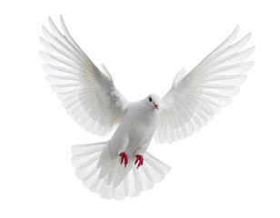 Wall Mural - White dove flying isolated on white, a beautiful symbol of peace and love
