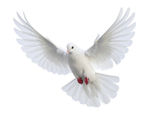 Wall Mural - White dove flying isolated on white, a beautiful symbol of peace and love