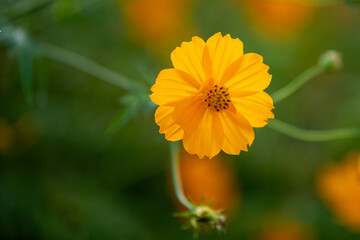 Wall Mural - A vibrant yellow flower blooms against a soft blurred background, showcasing its delicate petals and intricate center. Perfect for nature lovers and floral enthusiasts.