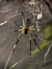 A close-up of a spider with black and yellow markings resting on its intricate web.