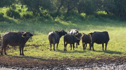 Wall Mural - African of Cape buffalo (Syncerus caffer) herd at a muddy waterhole, Mokala National Park, South Africa